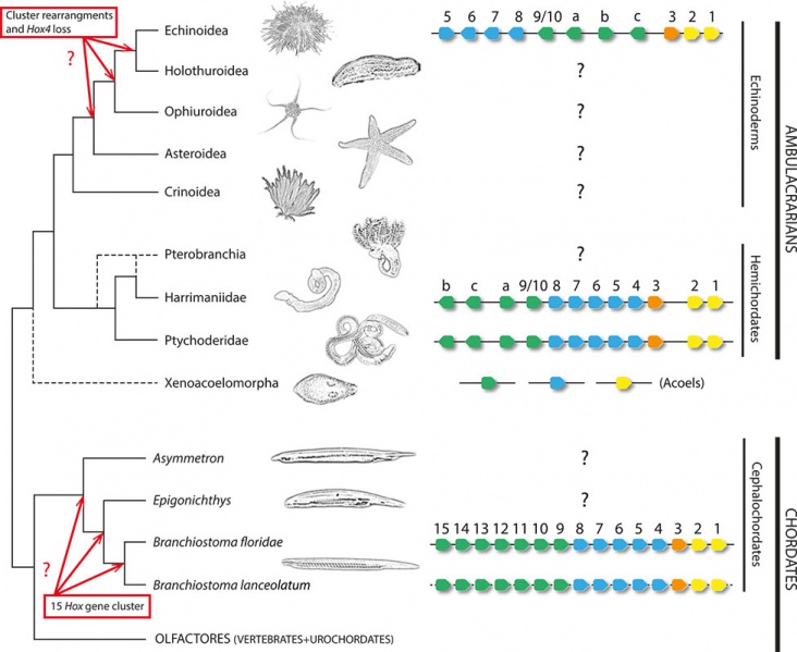 File:Hox deuterostomes phylogenetic tree.jpg