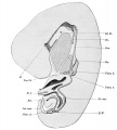 1912 human embryo 7.5 mm