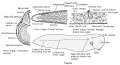 Origin of the lateral line sense organ system in the frog larva