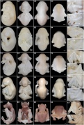 Bat Development - Embryology