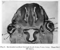 Fig. 9. Section through head of pig, 9 mm long.