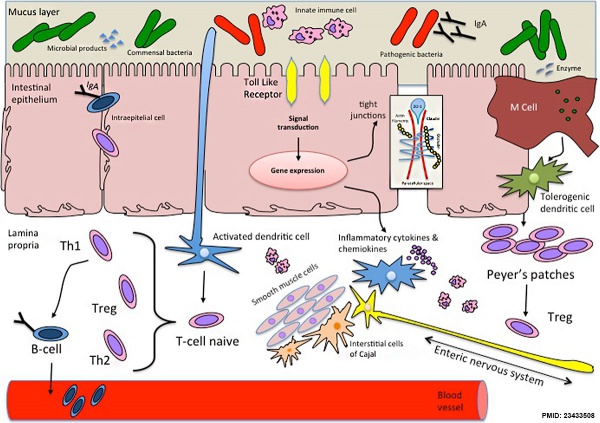 cartoon Intestinal function and microbiota