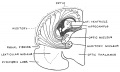 Fig. 113. Coronal section of the right half of the Cerebral Vesicle of a Primitive Type of Mammal.
