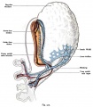Fig. 512. Vascular system of a human embryo of 1.3 mm.