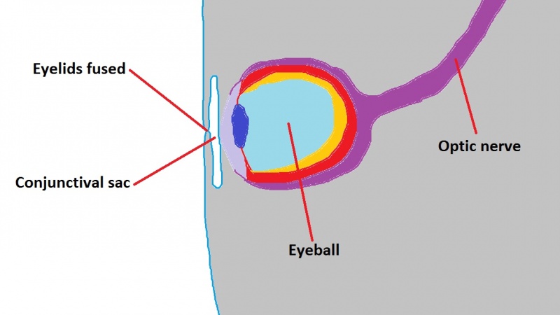 File:Formation of the eyelid 2.jpg