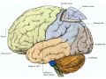 Fig 1. Cerebral cortex is the outermost layer of the cerebrum Z5093005 not correct original source, this looks likes Gray's Anatomy.