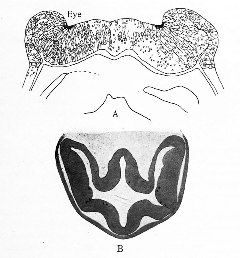 The development of the optic vesicles in Amblystoma punctatum