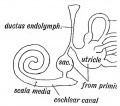Fig. 44. Diagram of the Membranous Labyrinth.