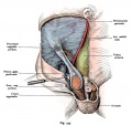Fig. 445. The process of vaginaiis peritoneai the testis and epididymis in the interior