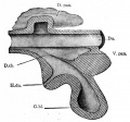 Fig. 273. From a model of the duodenum and the primary evaginations of the liver and pancreas in a 5 mm sheep embryo