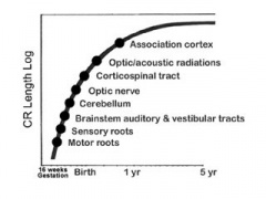 Neural System - Postnatal - Embryology