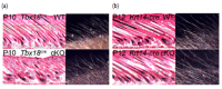 Figure 1: Hematoxylin/ eosin staining of embryonic skin sections and macroscopic view of external hair shafts of mouse. Cxcr4 receptor ablation in condensates and placodes show no effect on mouse HF morphogenesis. Hair follicle and shaft develop normally and in comparable numbers in both Tbx18cre (a) and Krt14-cre (b) Cxcr4fl/fl cKO mice.