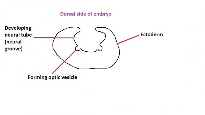 File:Formation of the optic vesicle 1.jpg