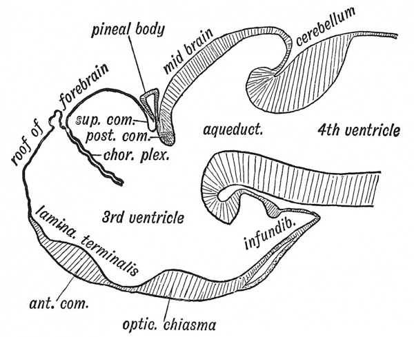 Fig. 94 Longitudinal Section of the Brain of a Larval Fish, to show the primary form and relations of the fore-brain.