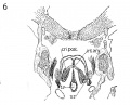 1911 Frontal section to show M. cricoary taenoideus posterior, interarytaenoideus and nerve recurrens.