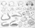 Thumbnail for version as of 04:19, 25 March 2015