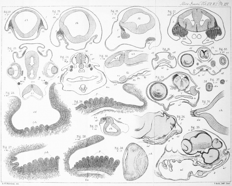 File:Marshall1879 plate14.jpg