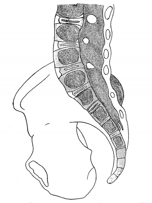 McMurrich1914 fig283.jpg