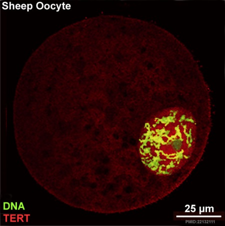Sheep Development - Embryology