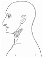 Fig. 8. Laranryngeal Area of Head