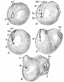 Fig. 36. Postero-lateral views of successive stages following gastrulation in the frog.