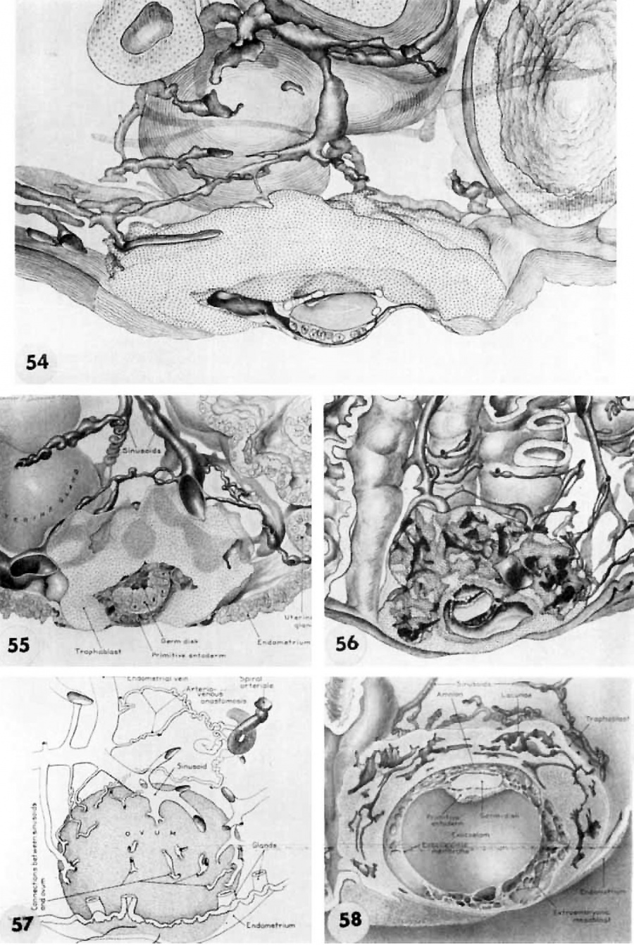 Paper - A description of 34 human ova within the first 17 days of ...