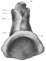 Fig 314 Pharynx of the embryo Klb (Kromer-Pfannenstiel