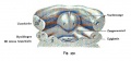 Fig. 359. Ventral wall of the foregut Human embryo of 12.5 mm