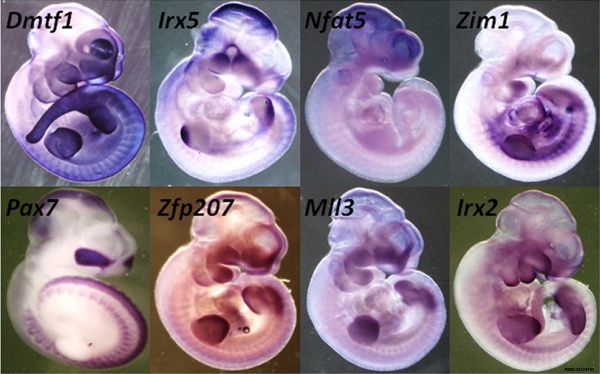 Mouse E13.5 gene expression.jpg