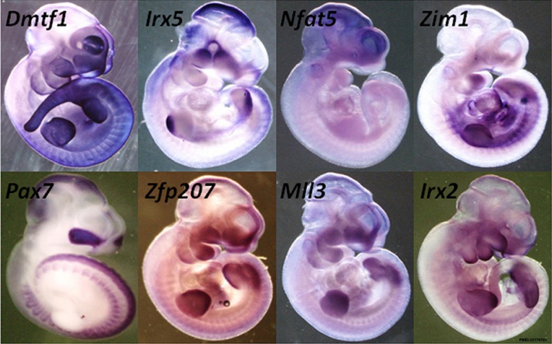 File:Mouse E13.5 gene expression.jpg