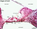 organ of corti