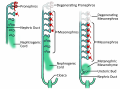 Fig 3 three stages of nephrogenesis Z5017644 Wikipedia