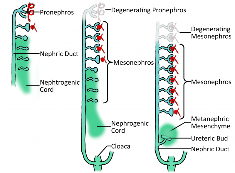 File:Stages of nephrogenesis.png
