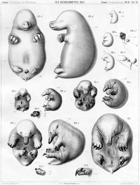 File:Echidna historic embryology 02.jpg