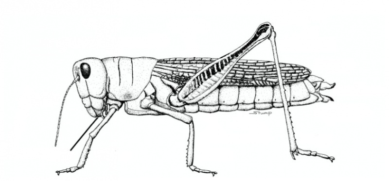 File:Grasshopper- female.jpg