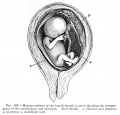 Fig. 183 Human embryo of the fourth month in utero