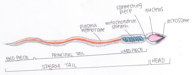 File:Structure of mouse spermatozoa.jpeg