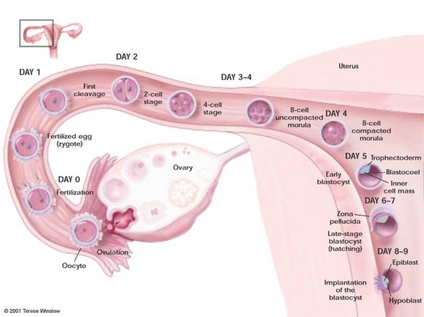 Timeline - Human Embryonic Stem Cell Research - Embryology