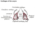 950 arytenoid cartilage