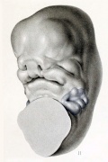 Embryo 14mm