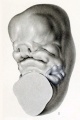 Fig. 11. Reconstruction model of an embryo 14 mm long