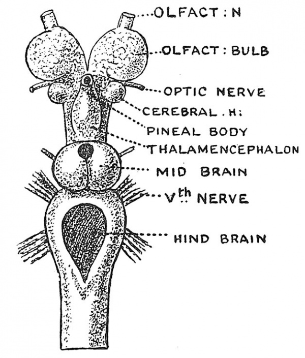 Fig. 95 The Brain of the Lamprey from above.