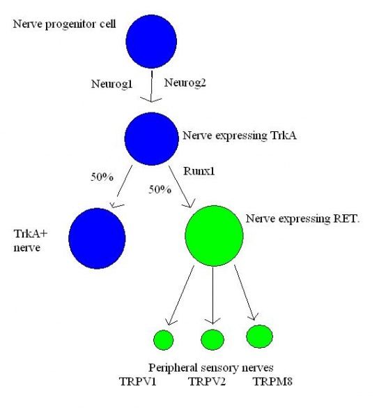 File:Thermoreceptor development diagram.JPG