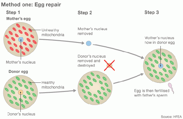 Egg repair by Cytoplasmic transfer