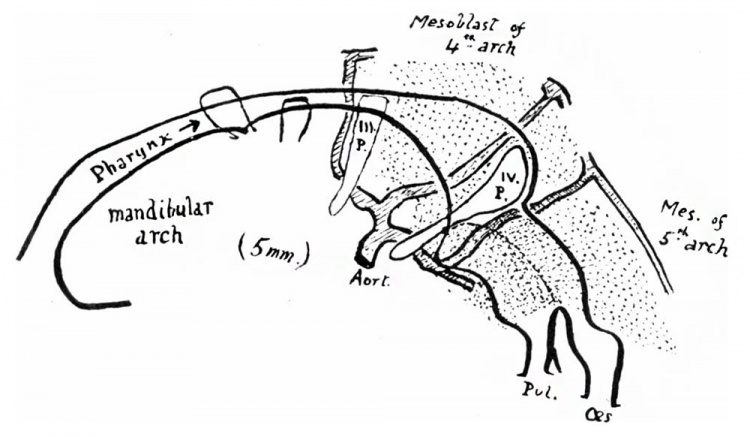 Paper - Development of the larynx (1910) - Embryology