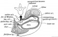 Fig. 220. Diagram to show the Formation of the Lesser Sac of the Peritoneum from the Dorsal Mesogastrium.