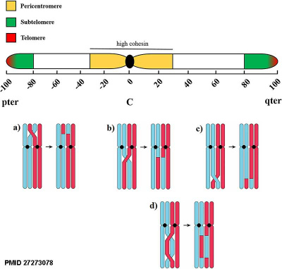 Meiotic chromosome crossovers 01.jpg