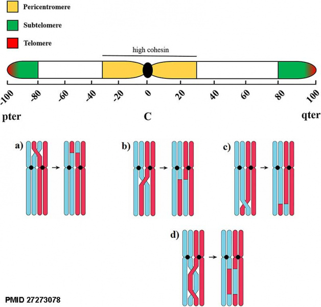 File:Meiotic chromosome crossovers 01.jpg