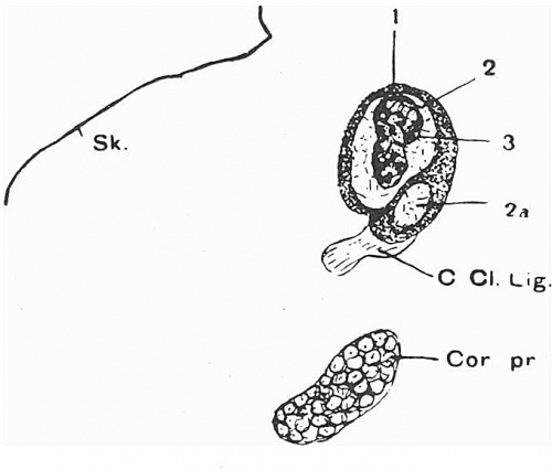 alt = Fig. 2. Sagittal section of left clavicle of 17mm. (Robinson) embryo.