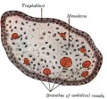 35 Transverse section of a chorionic villus